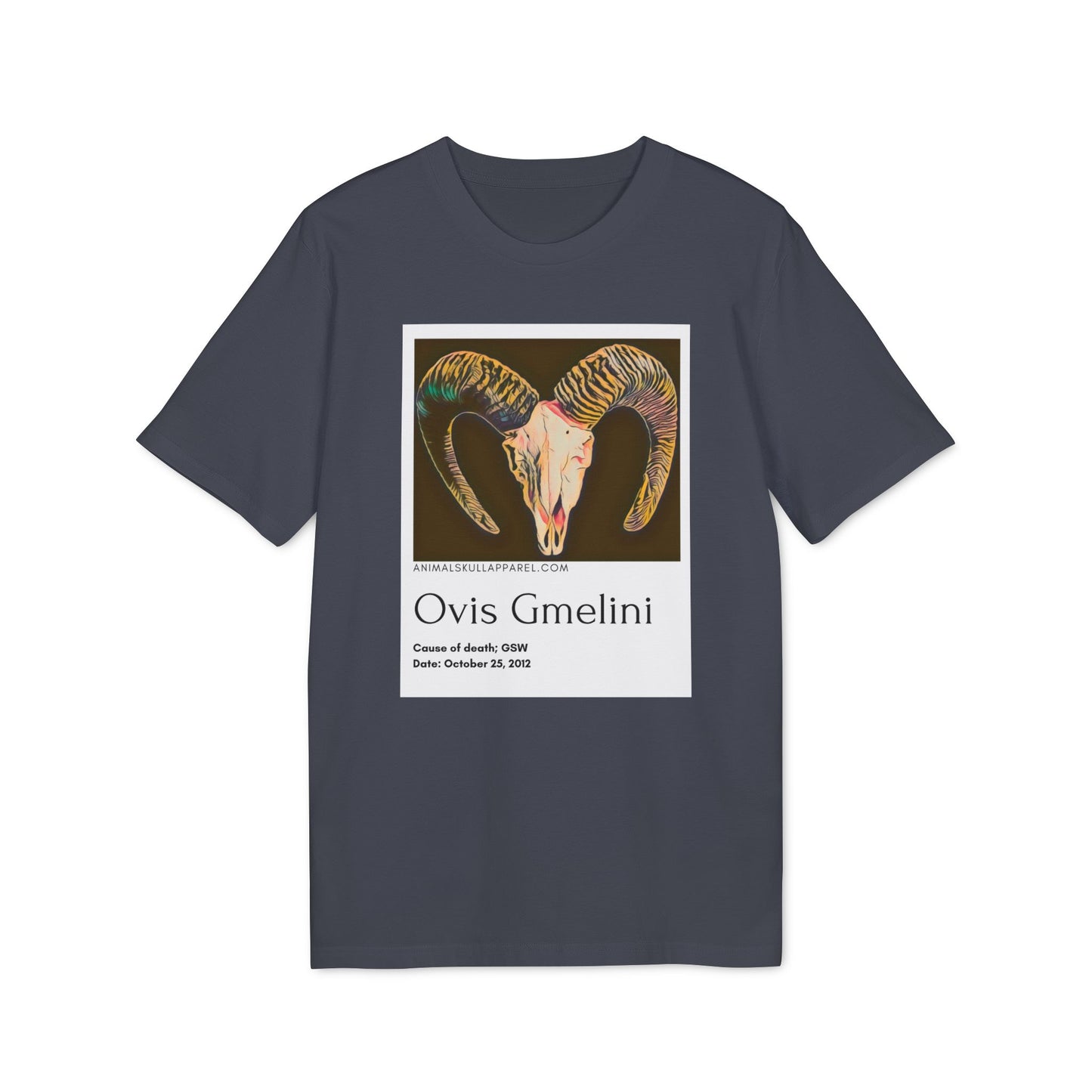 Ovis Gmelini - Mouflon