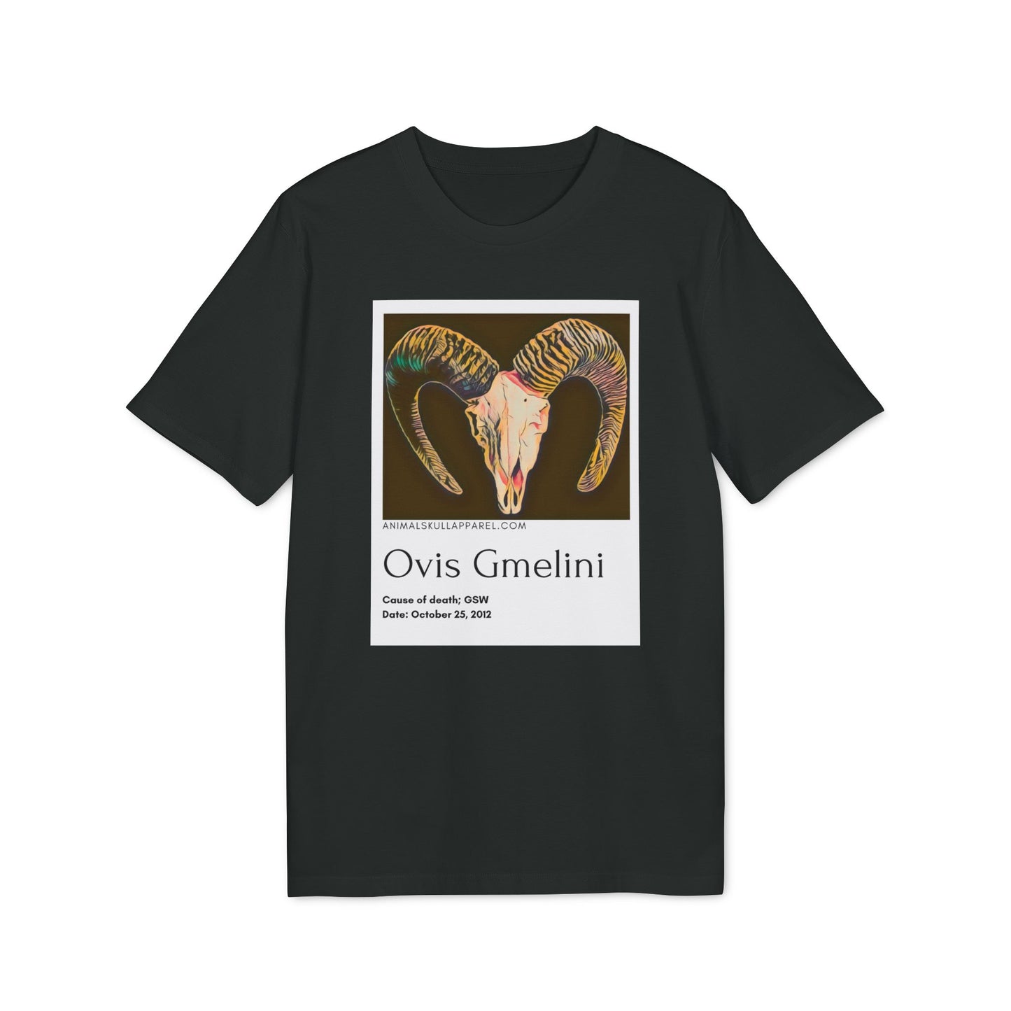 Ovis Gmelini - Mouflon