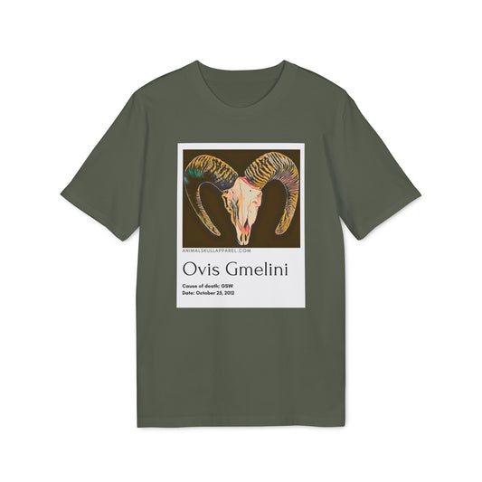 Ovis Gmelini - Mouflon